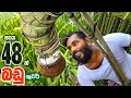 How to make palm toddy  kithul toddy  easiest tapping method for kithul toddy  kithul mal beheth