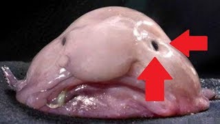 Blob Fish Facts in 30 seconds