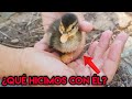 Encontramos un PATITO BUSCAMOS a sus padres y pasa ésto