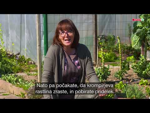 Video: Gojenje krompirja v posodah: Kako gojiti krompir v loncu