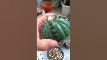 Hướng Dẫn Trồng Xương Rồng Đúng Cách #shorts #viral #xuongrong #diy #huongdan