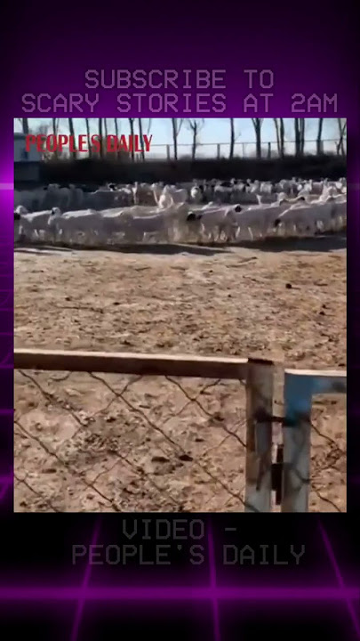 Sheep were caught doing something UNEXPLAINABLE in Mongolia 🤔 #shorts