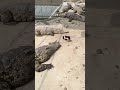 Little piggy taking a walk in crocodiles den