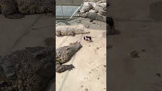 Little Piggy taking a walk in Crocodiles Den Resimi