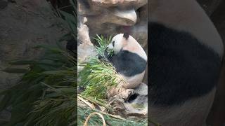 Panda Mengmeng's mukbang#panda #cute #intrestingshorts