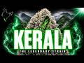 Kerala: The Indian Strain Hiding Inside Half The Weed on Earth