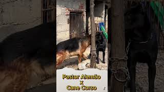 Pastor Alemão E Cane Corso Marcando Território