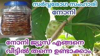 നോനി ജ്യൂസ് ഉണ്ടാക്കുന്ന വിധം |കഴിക്കേണ്ടത് എങ്ങിനെ? |NONI JUICE MAKING|HOW TO CONSUME NONI JUICE
