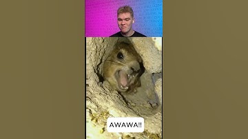 TRY NOT TO LAUGH 😂 307 #funny #shorts #viral
