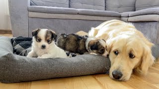 Golden Retriever Shocked by Puppies Occupying His Bed [So Funny!!]