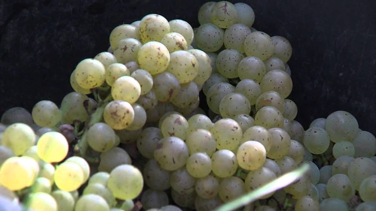 Témoignage d'entrepreneurs Circuits Courts - Vins De Liège