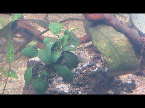 ч.1 Диатомовые водоросли при запуске аквариума