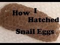 hatching mystery snail eggs - start to finish