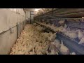 Птицефабрика на 5000 кур.Новый ролик. Poultry farm for 5000 chickens.