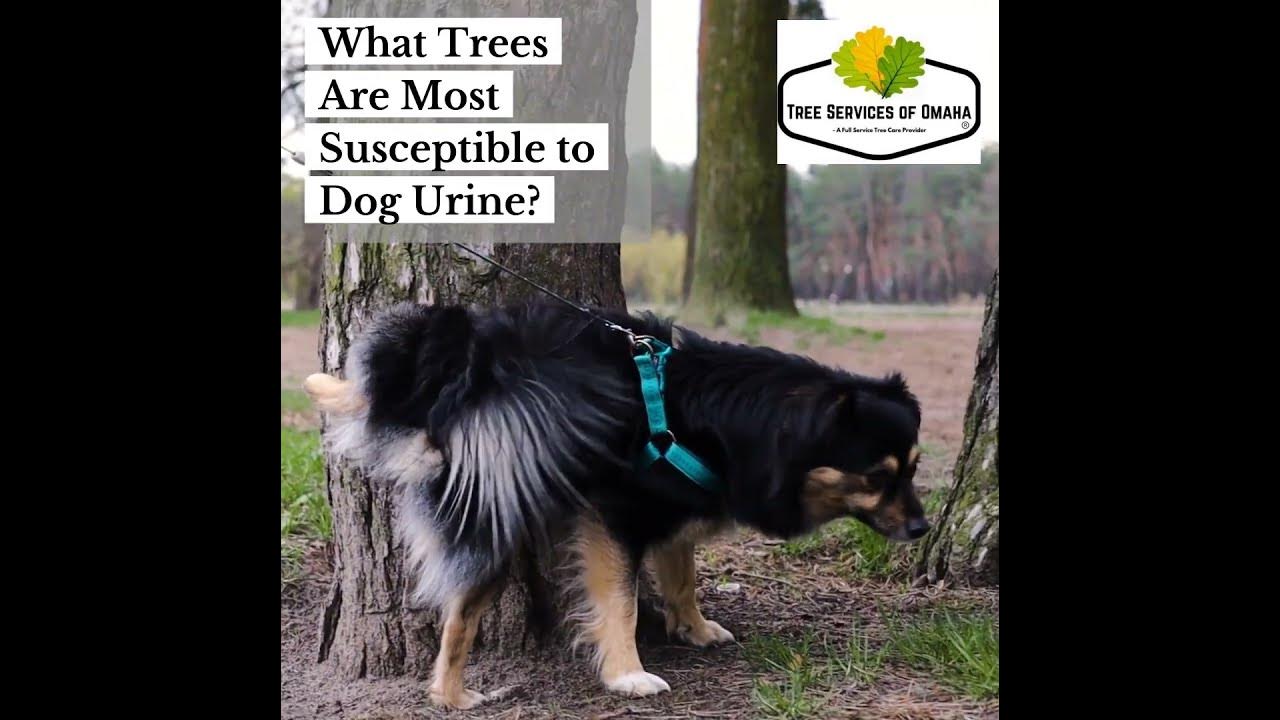 What Trees Are Most Susceptible to Dog Urine? YouTube