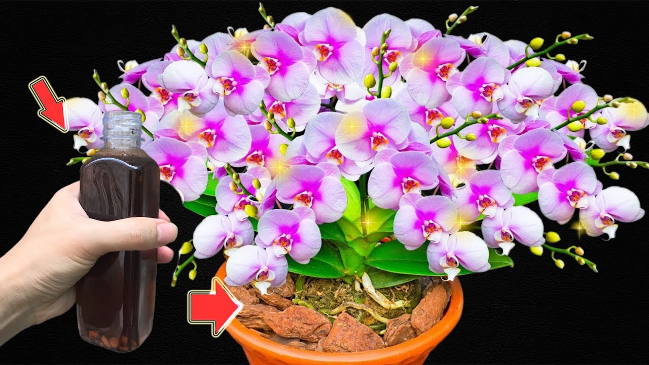 1 Bottle Every Month! Orchids Bloom Continuously All Year Long - YouTube