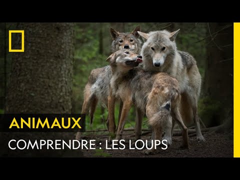 Vidéo: Loups : types de loups, description, caractère, habitat