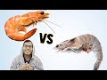 Apa Beza Prawn dengan Shrimp?