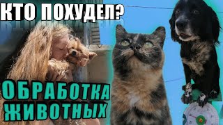 Плановая обработка животных! Берта вышла в свет😄 Уехала отдыхать