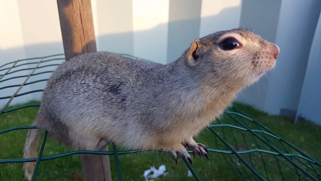 Richardson's ground squirrel as a perfect climber - YouTube
