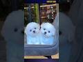 AA 333iR CUTE Lovely Puppy And So Cute Of Pets AA 333iR CUTE Lovely Puppy And So Cute Of Pets