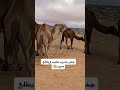 جمل يشرب الحليب ويطلع صوت غريب الابل Shorts 