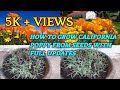 HOW TO GROW CALIFORNIA POPPY FROM SEEDS WITH FULL UPDATES