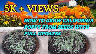 HOW TO GROW CALIFORNIA POPPY FROM SEEDS WITH FULL UPDATES