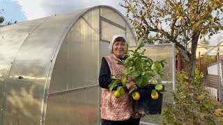 видео: Сельская жизнь на юге | Осенние посадки в теплице |  Запахали горчицу картинка: Сельская жизнь на юге | Осенние посадки в теплице |  Запахали горчицу