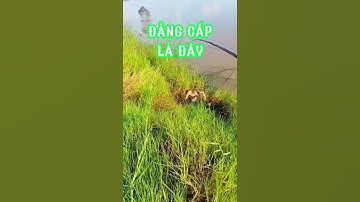 Câu cá lóc, vịt | Sắc Màu VN | Fishing | #Shorts