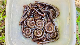 Wow Catching Giants Millipedes Under The Gr