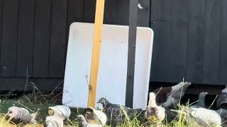Pioneer Pigeons Pets Knocking Around The Garden :)
