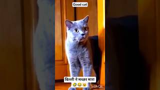 cat ne machher mara..🤣😂😺 |funny cats | #funny #shorts #comedy #trending #viral #chandansingh