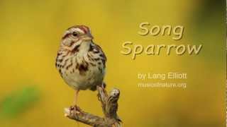 Song Sparrow