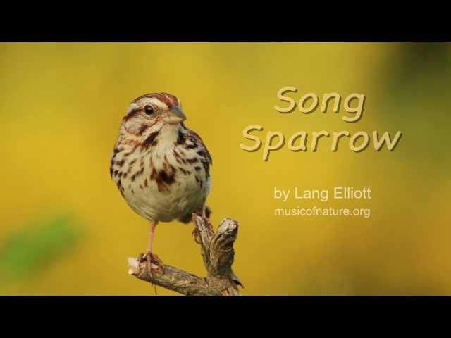 Song Sparrow class=