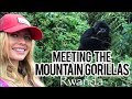 Mountain Gorilla Trekking in RWANDA!!! 🇷🇼 🦍❤️  TRAVEL VLOG