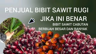 Bibit Sawit Cabutan Langsung Tanam