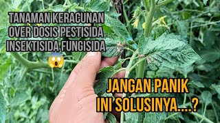 Tomat Over Dosis Pupuk Daun 😱 Jangan Panik Ini Solusinya...?