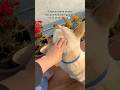 HAPPY BIRTHDAY BURUNO ❤️✨🐶🧿 #fy #shorts #feed #dog #birthday #bruno #daily #vlog