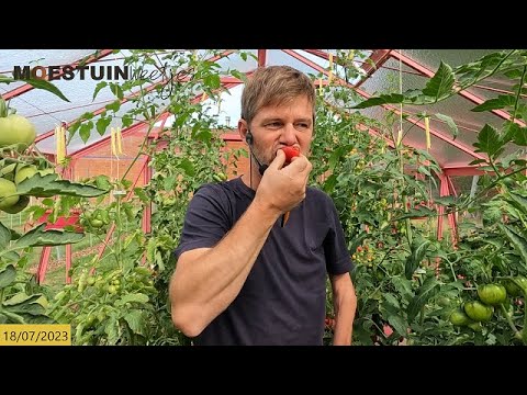 Video: San Marzano Tomatenverzorging – Kweek San Marzano Saus Tomatenplanten