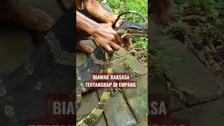 BIAWAK RAKSASA TERTANGKAP DI EMPANG 🦎🐊🐲🦖 #shorts