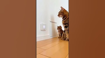 Smartest Cat EVER? Watch This Cat Open a Sensor Door Like a Pro!🌸 #shorts #cat