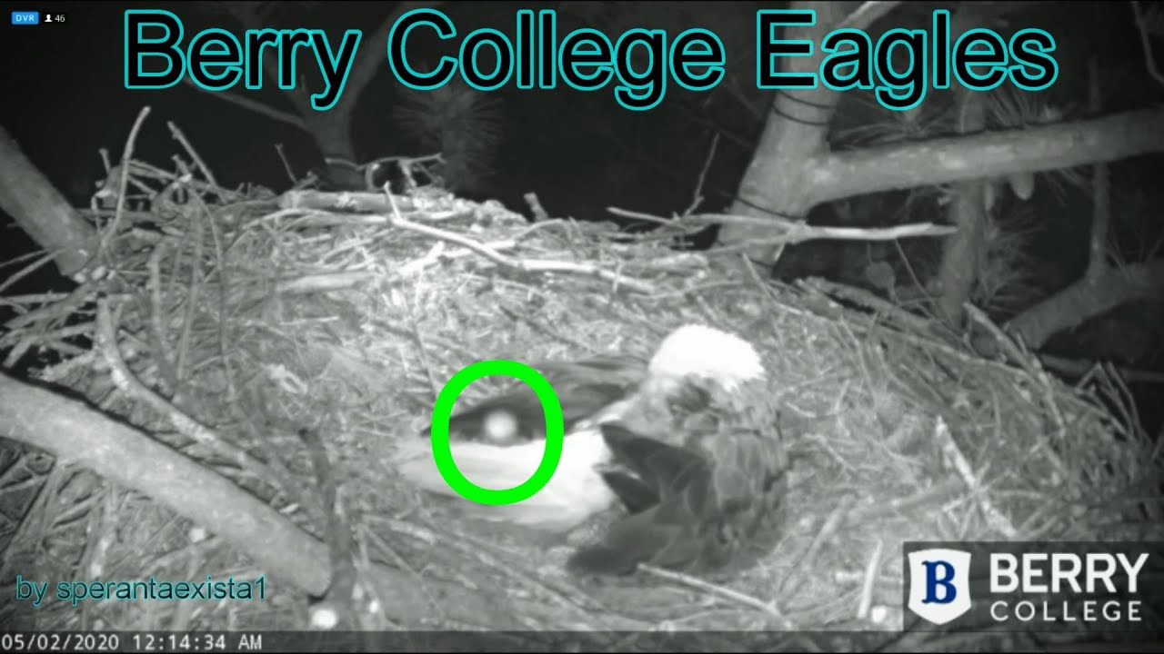 Berry College Eagles - May, 2  ~ Orb In The Nest