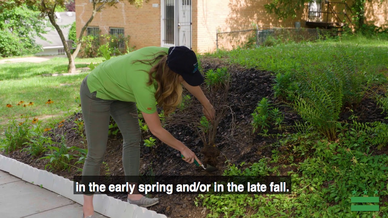 BayScaping Plant Replacement YouTube