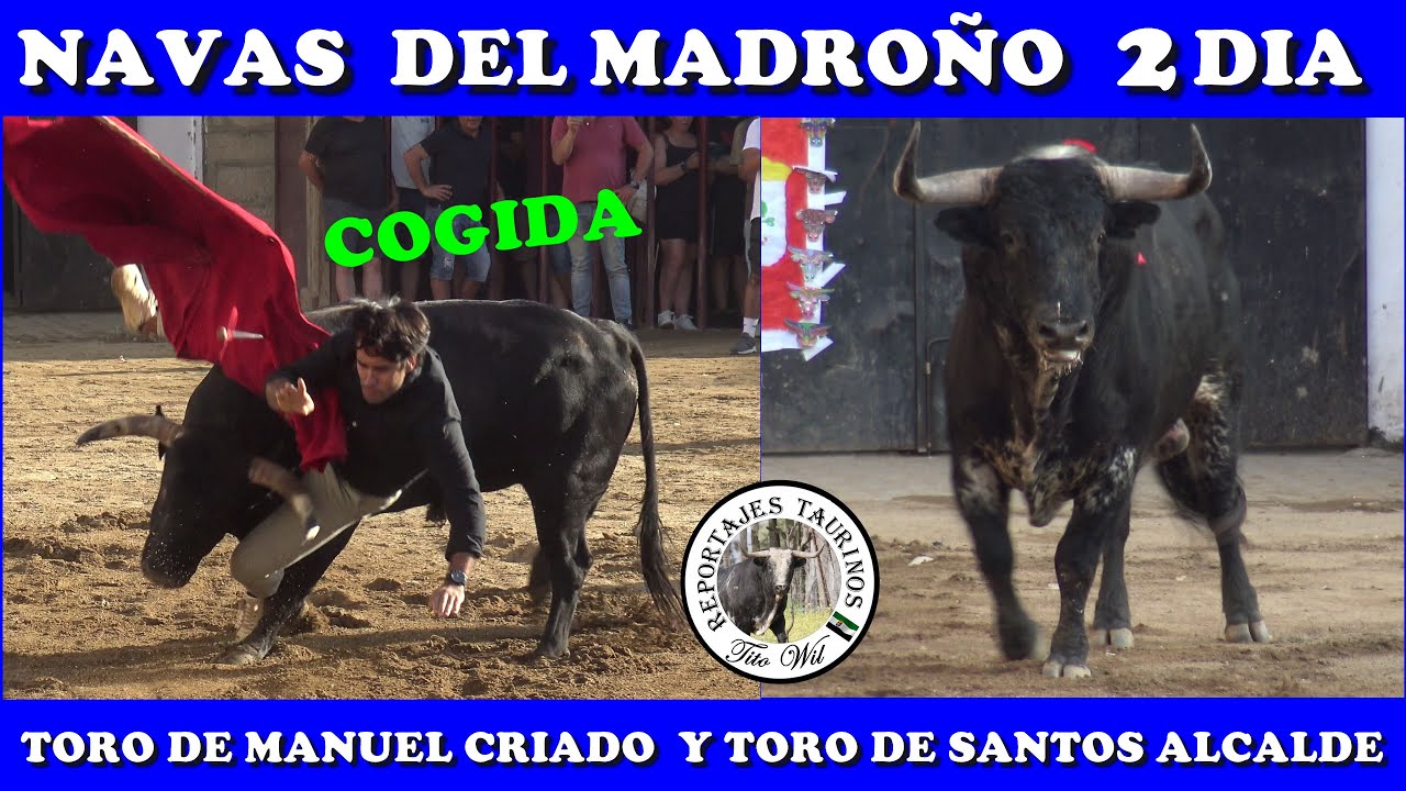2 DIA NAVAS DEL MADROÑO 2 ESPECTACULARES TOROS #fiesta #toros #bull #tradiciones #festejo #amigos
