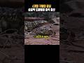 &quot;🦎싱글백 도마뱀의 짝짖기와 출산❤️👶&quot; #bbcearth