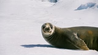 Antarctic Continent/Seal/Ice Thunder