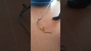 Ular Susuk Kerbau Masuk Rumah Youtube