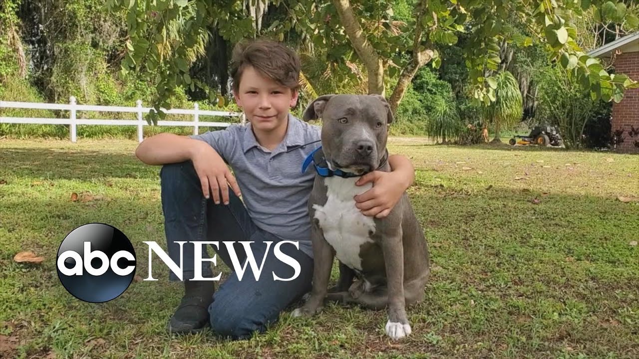 Dogs reunited with owners