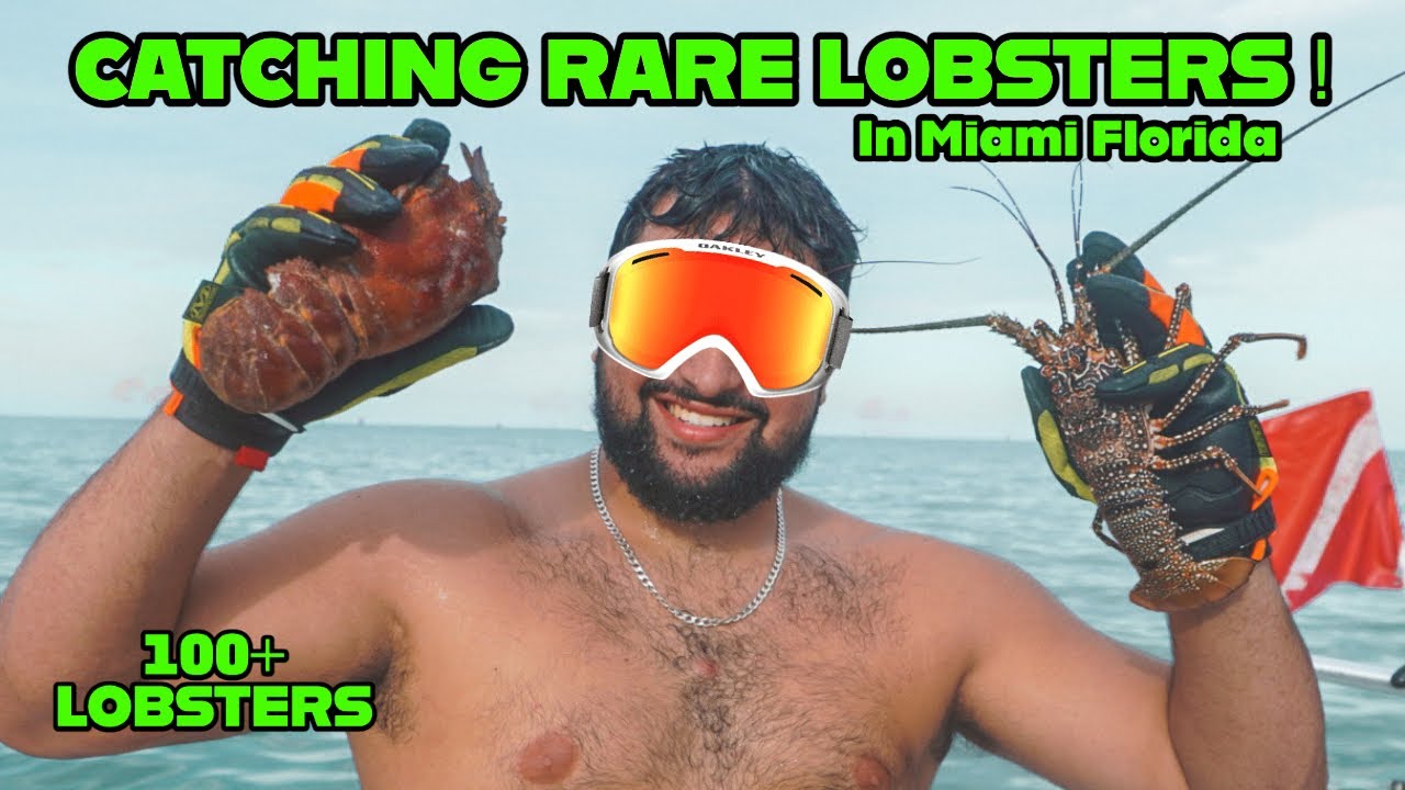 Catching Rare Lobsters in Miami Florida YouTube